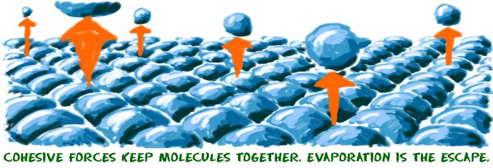 Cohesive forces keep molecules together. Evaporation is the escape.