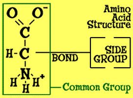 Structure of an amino acid