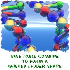 Nucleic acid base pairs from to create a twisted ladder