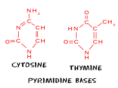 Nucleic acids - Pyrimidines