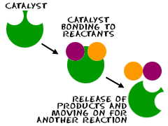  Reactions: Catalysts and Inhibitors